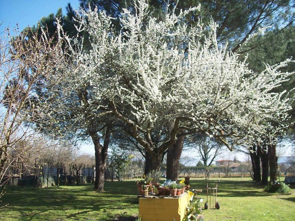 Campo Alle Monache Bucine Exterior foto